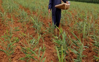 黄姜怎么种植，施入基肥再开沟播种