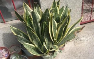 虎耳兰的种植方法，生长期间让土壤保持湿润