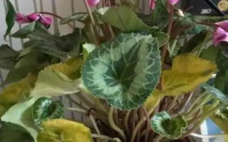 仙客来花落后如何处理，要对其进行修剪