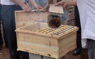 最快的诱蜂方法,常见以下3种方法