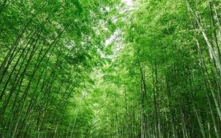 常见的室内绿化植物,常见的有发财树、绿萝等