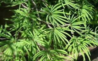 金钱松的养殖注意事项，要每隔2-3年换1次盆