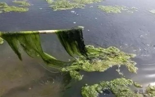 蟹塘放苗后水浑转塘的原因,可能塘口是新开的