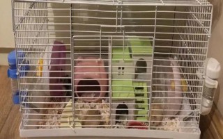 仓鼠的养殖环境，环境温度以20-30℃为宜