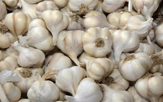 猪不能吃哪些食物，不可吃大蒜、生姜等