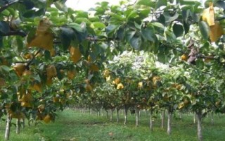 梨树采摘后管理要点，采摘后首先要清理残枝败叶