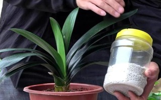 君子兰不长新叶怎么处理,需更换土壤、修剪烂根等