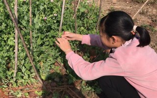 荷兰豆怎么施肥才能高产,施入充足的基肥是关键