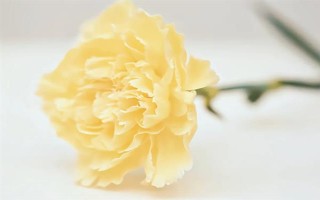 康乃馨的颜色，主要有红色、白色、粉红色等6种色彩