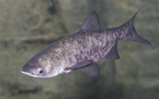 花鲢的食物，鱼苗阶段主食浮游动物