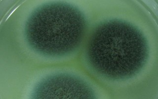 食用菌青霉菌的发生症状，会分泌毒素造成食用菌菌丝死亡