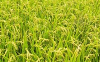 浙大荃粳优167水稻品种的特性,秧田播种量每亩25.0千克