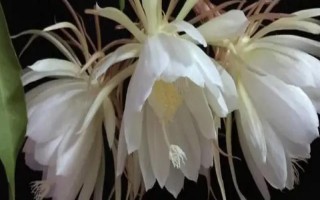 昙花一般在什么时候开,在每年的6-10月份开花