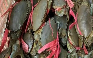 膏蟹和大闸蟹哪个更好吃，两个各有千秋