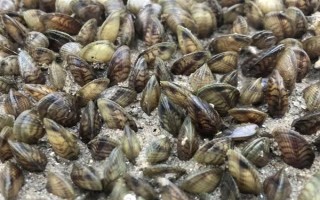 海瓜子怎么养殖，排干水塘再将种苗均匀撒在塘面上