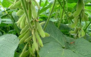 泗豆168大豆种子特点,淮南中熟夏大豆品种