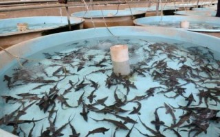 水产养殖利润高的项目有哪些,淡水虾类备受欢迎