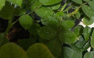 玫瑰花叶子卷缩的原因，可能是浇水不当或缺乏肥料导致的