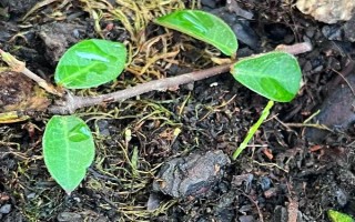 山竹核的种植方式，最好的方式是播种法