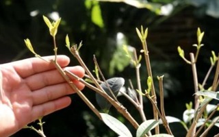 怎么修剪桂花树才能让它矮化，在幼树时期打顶可以控制株高