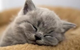 怎么判断猫是否发烧，可使用体温计测量猫的肛温