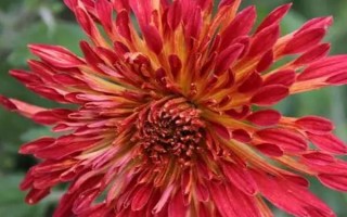 红色菊花的花语，寓意喜庆吉祥、热情似火等