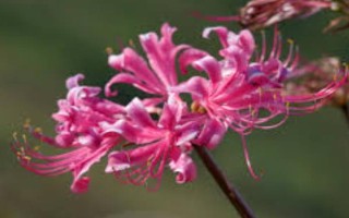 玫瑰石蒜是彼岸花吗,玫瑰石蒜是彼岸花中的一种