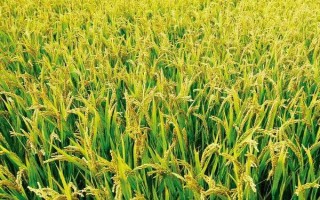吉优晶禾水稻种子特点,大田用种量每亩1.5公斤