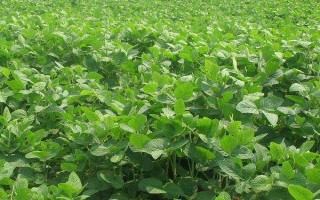 铁豆43大豆品种的特性，4月15至5月15播种