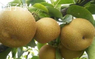 砂梨品种介绍，我国培育的品种有西子绿和翠冠