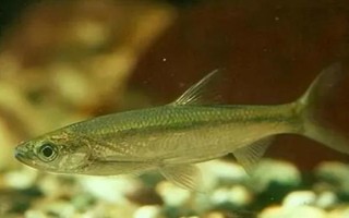 白条鱼能不能养活，虽然能养活但非常不好养