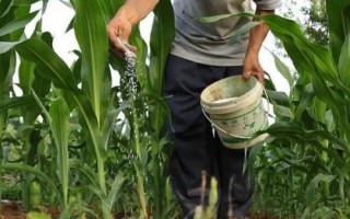 巍德709玉米品种简介,适宜播期4月下旬至5月上旬