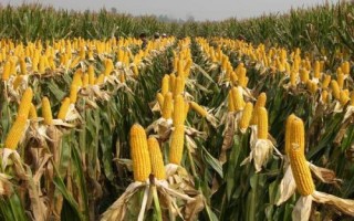 DZ999玉米种简介，中抗灰斑病