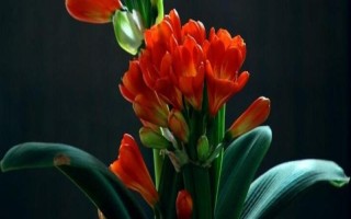 君子兰为何不长也不死，可能是土壤碱化、浇水过少等原因导致