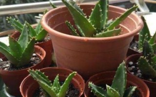 芦荟移盆注意事项，要提前一星期左右对植株浇水一次