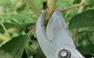 车厘子怎么种植,萌芽开花期、果实生长期都要追肥