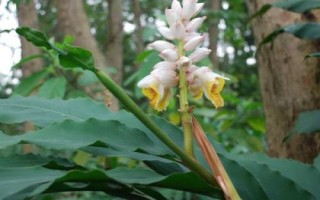 豆蔻的特点，是生活中常见的一种调料