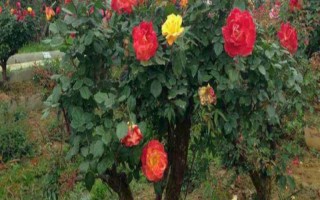 什么是山香木，是常见的小果蔷薇