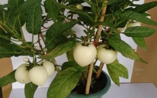 人参叶子的外形特征，呈扁平状