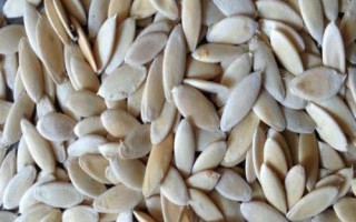 黄瓜籽介绍，种子为白色、呈狭卵形