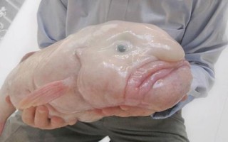 水滴鱼能不能吃，本身并不适合食用