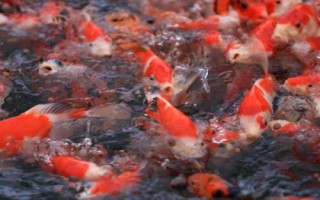 锦鲤喜欢光亮还是黑暗,一般情况下喜欢明亮的环境