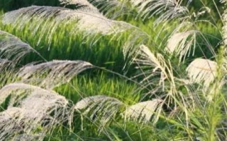 芦根的亩产量，年产量多为3000-5000斤