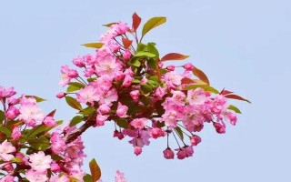 海棠花为什么掉花苞，可能是受到强光照射、缺少养分、过度浇水等原因导致