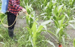 玉米苗后除草剂选择注意事项，不同药剂的使用方法不同