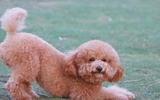 拽狗尾巴的后果,可能会遭到攻击