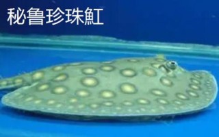 魟鱼的种类，种类较多产地不一