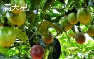 百香果品种有哪些，在国内种植比较多