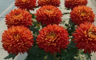 盆栽菊花能不能晒太阳，每天都要接受散射光