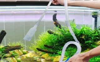 鱼缸水怎样才能清澈,最重要的就是过滤